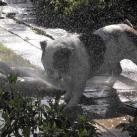 thumbs animaux fun 030 Des Animaux Fun x) (47 photos)