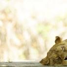 thumbs animaux fun 031 Des Animaux Fun x) (47 photos)