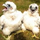 thumbs animaux fun 033 Des Animaux Fun x) (47 photos)