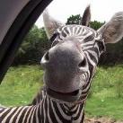 thumbs animaux fun 034 Des Animaux Fun x) (47 photos)