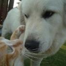 thumbs animaux fun 035 Des Animaux Fun x) (47 photos)