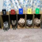 thumbs animaux fun 036 Des Animaux Fun x) (47 photos)