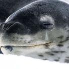 thumbs animaux fun 037 Des Animaux Fun x) (47 photos)