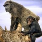 thumbs animaux fun 002 Des Animaux Fun x) (47 photos)