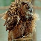 thumbs animaux fun 038 Des Animaux Fun x) (47 photos)