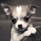 thumbs animaux fun 039 Des Animaux Fun x) (47 photos)