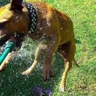 thumbs animaux fun 044 Des Animaux Fun x) (47 photos)