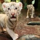 thumbs animaux fun 045 Des Animaux Fun x) (47 photos)