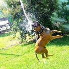 thumbs animaux fun 047 Des Animaux Fun x) (47 photos)