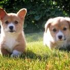 thumbs animaux fun 004 Des Animaux Fun x) (47 photos)