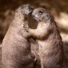 thumbs animaux fun 006 Des Animaux Fun x) (47 photos)