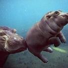 thumbs animaux fun 007 Des Animaux Fun x) (47 photos)