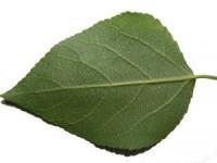 La dernière croisade, Véronique Anger