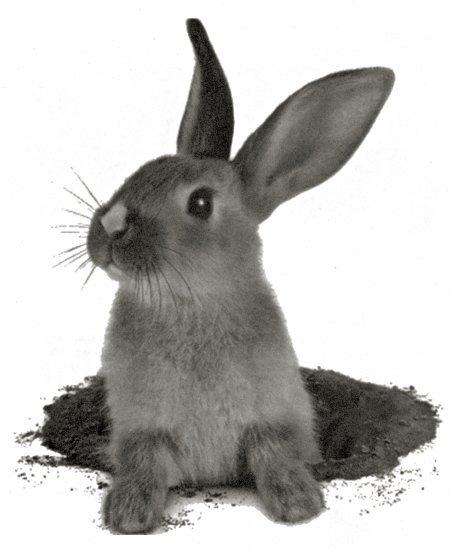 Le petit lapin (Jeanne Marvig)