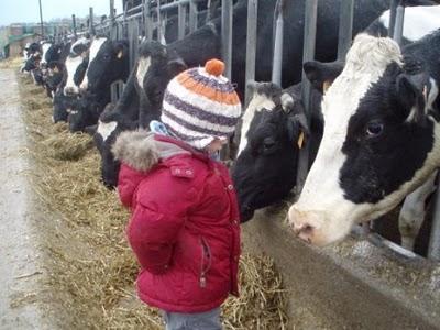 Thé, lait et terre: tibétain et Pu'er