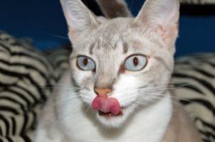 La langue française, enjeu stratégique du numérique