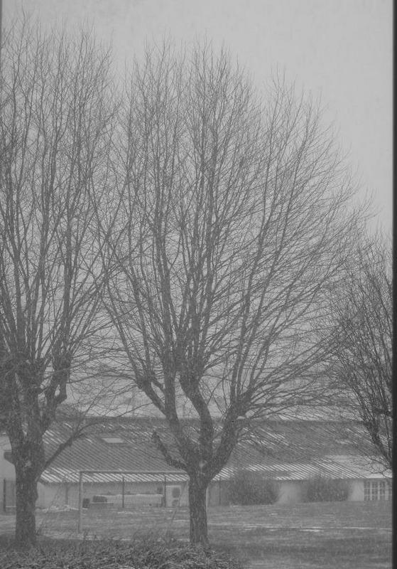 La beauté hivernale...