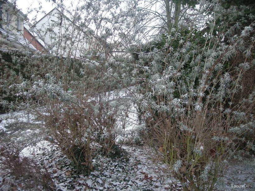 La beauté hivernale...