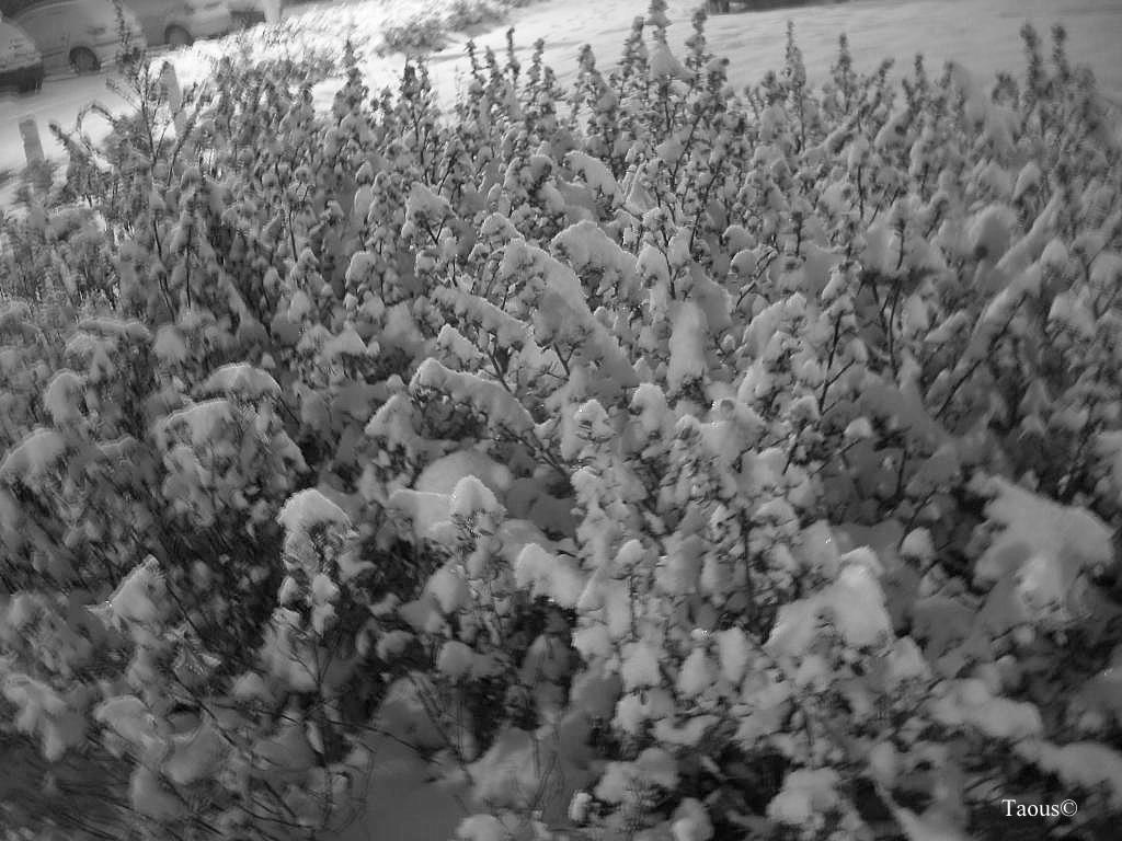 La beauté hivernale...