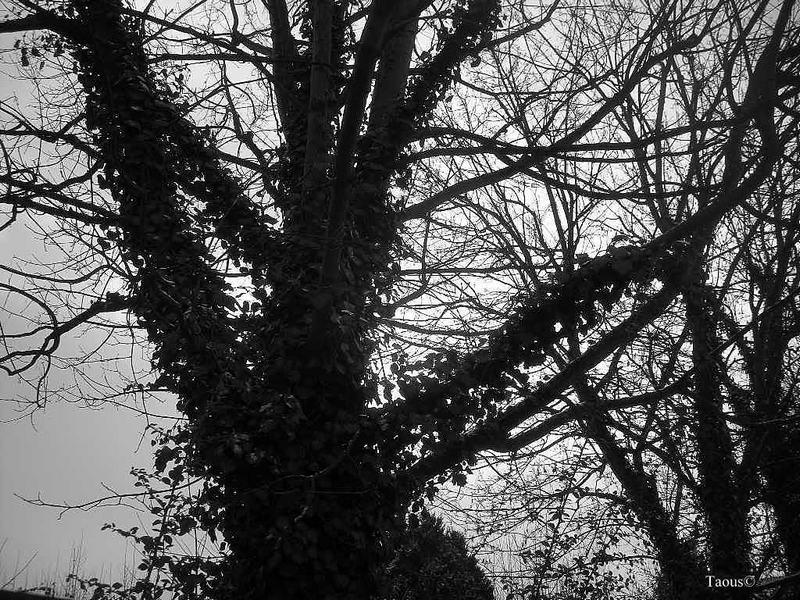 La beauté hivernale...