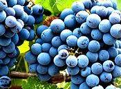 Pesticides raisins colère...