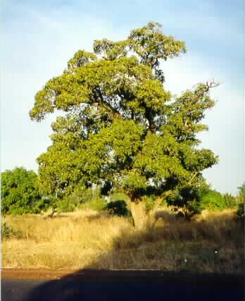 L'arbre Karité