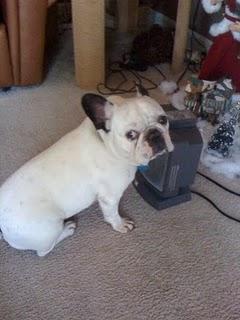 Rex's Picture of the day