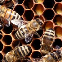 abeilles-ruche.1263037785.jpg