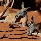 thumbs animaux 2009 008 Les meilleures photos animalières de 2009 (47 photos)