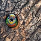 thumbs animaux 2009 011 Les meilleures photos animalières de 2009 (47 photos)