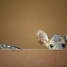 thumbs animaux 2009 012 Les meilleures photos animalières de 2009 (47 photos)