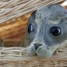 thumbs animaux 2009 013 Les meilleures photos animalières de 2009 (47 photos)