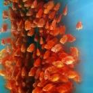 thumbs animaux 2009 015 Les meilleures photos animalières de 2009 (47 photos)