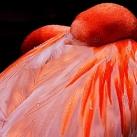 thumbs animaux 2009 017 Les meilleures photos animalières de 2009 (47 photos)