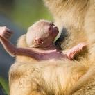 thumbs animaux 2009 018 Les meilleures photos animalières de 2009 (47 photos)