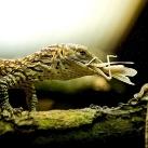 thumbs animaux 2009 020 Les meilleures photos animalières de 2009 (47 photos)