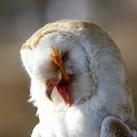 thumbs animaux 2009 021 Les meilleures photos animalières de 2009 (47 photos)