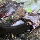 thumbs animaux 2009 022 Les meilleures photos animalières de 2009 (47 photos)