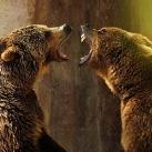 thumbs animaux 2009 023 Les meilleures photos animalières de 2009 (47 photos)