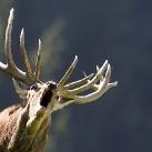 thumbs animaux 2009 024 Les meilleures photos animalières de 2009 (47 photos)