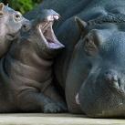 thumbs animaux 2009 025 Les meilleures photos animalières de 2009 (47 photos)