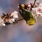 thumbs animaux 2009 026 Les meilleures photos animalières de 2009 (47 photos)