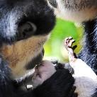 thumbs animaux 2009 028 Les meilleures photos animalières de 2009 (47 photos)