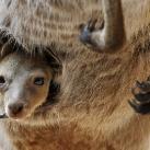 thumbs animaux 2009 030 Les meilleures photos animalières de 2009 (47 photos)