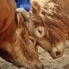 thumbs animaux 2009 031 Les meilleures photos animalières de 2009 (47 photos)
