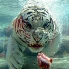 thumbs animaux 2009 032 Les meilleures photos animalières de 2009 (47 photos)