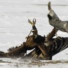 thumbs animaux 2009 033 Les meilleures photos animalières de 2009 (47 photos)