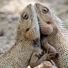 thumbs animaux 2009 034 Les meilleures photos animalières de 2009 (47 photos)