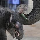 thumbs animaux 2009 035 Les meilleures photos animalières de 2009 (47 photos)