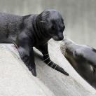 thumbs animaux 2009 036 Les meilleures photos animalières de 2009 (47 photos)